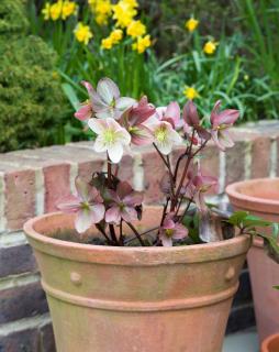 Hellebore en pot entretien