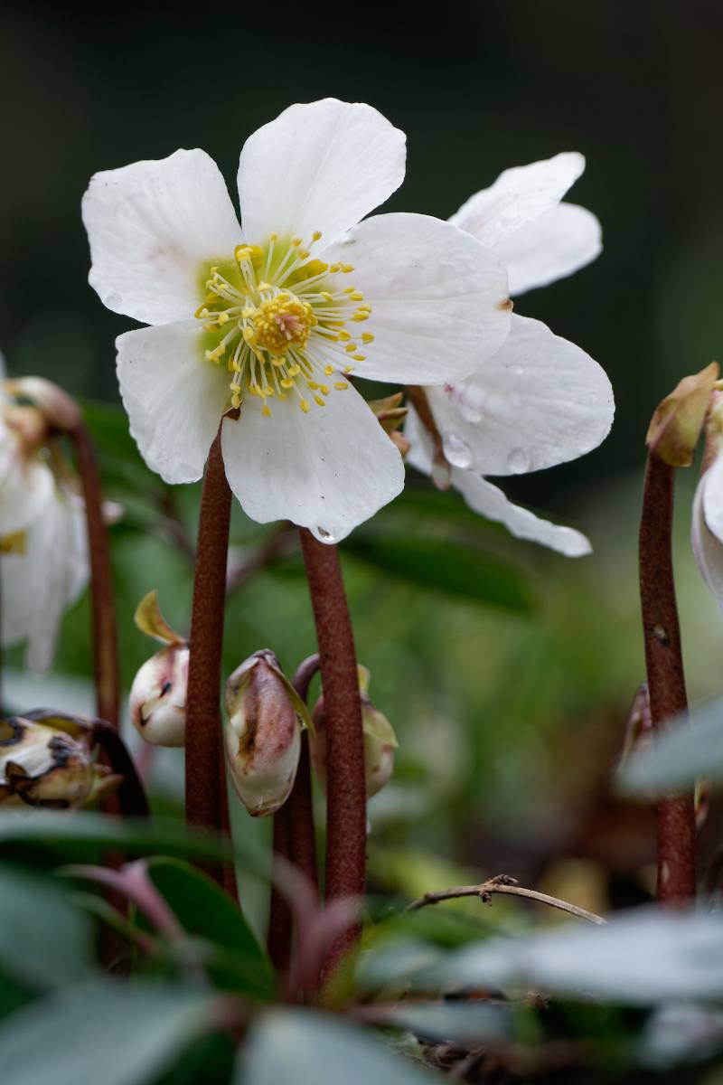 L'hellébore noir : une variété à fleurs blanches et racines noires