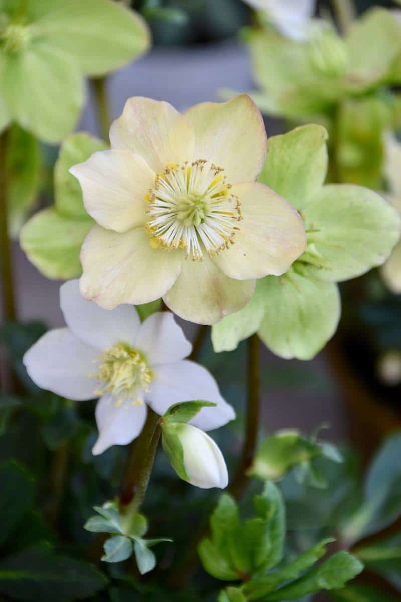 Hellébore blanc : culture des variétés à fleurs blanches
