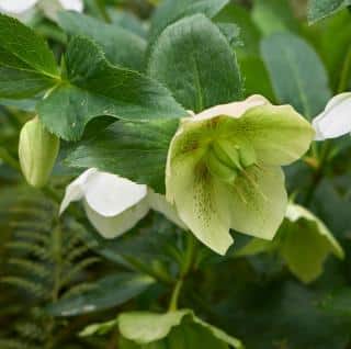 Helleborus orientalis green