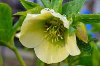 Helleborus orientalis rose de careme anemone white blanche