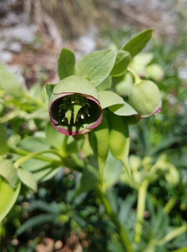 Helleborus_foetidus_sauvage