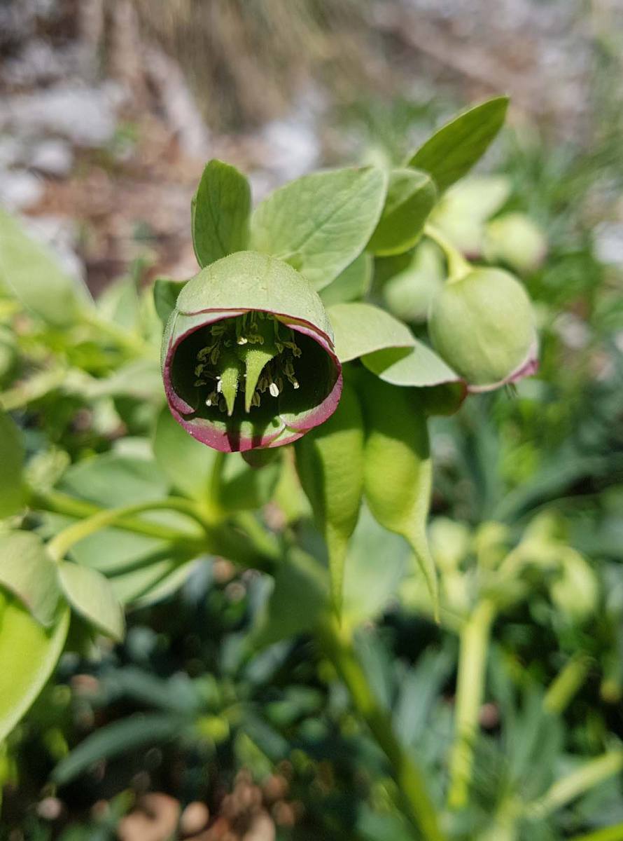 Helleborus_foetidus_sauvage