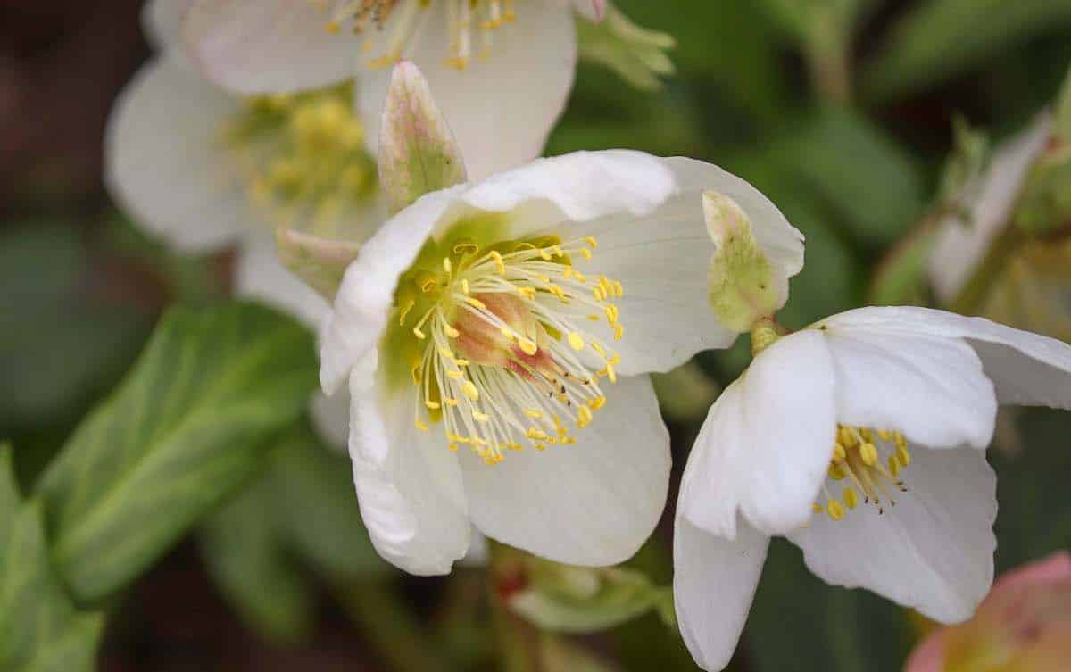 L'hellébore noir : une variété à fleurs blanches et racines noires