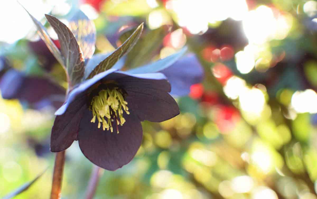 L'hellébore noir : une variété à fleurs blanches et racines noires