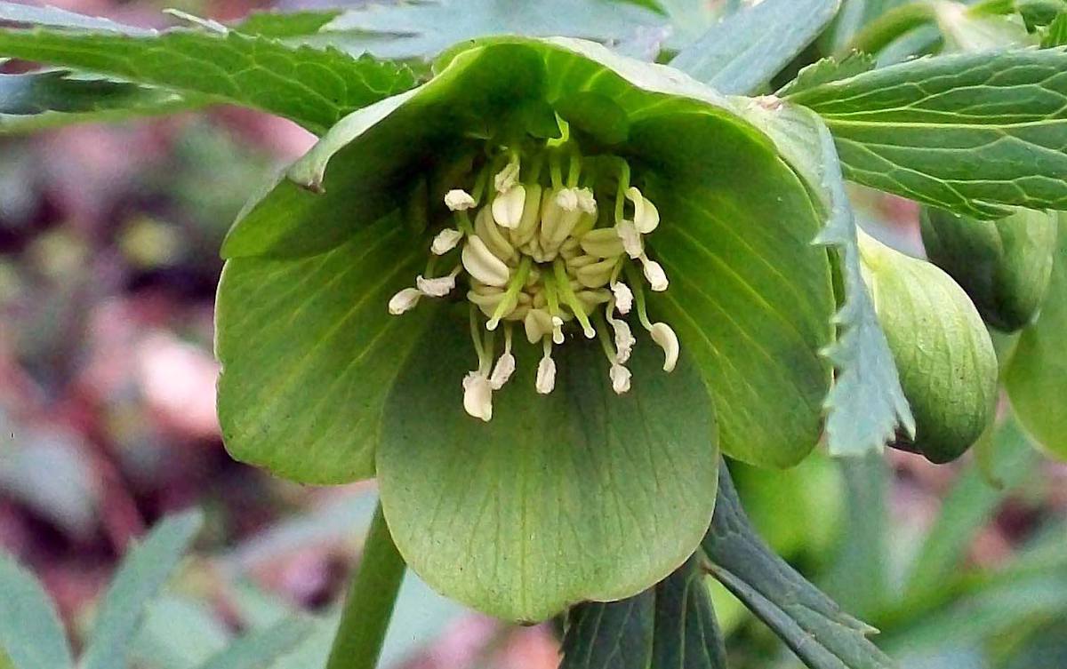 Helleborus_viridis - Hellebore vert