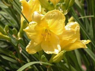 Hemerocallis