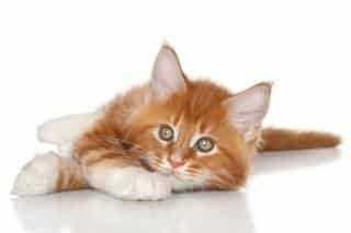 Le Maine coon, un chien doux et affectueux