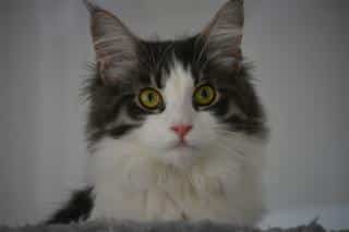 Le Maine coon, un chat doux et affectueux