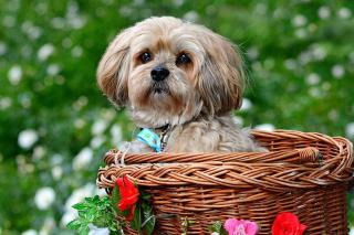 Le Lhassa apso un chien du tibet dynamique et affectueux