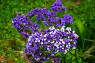 Limonium sinuatum