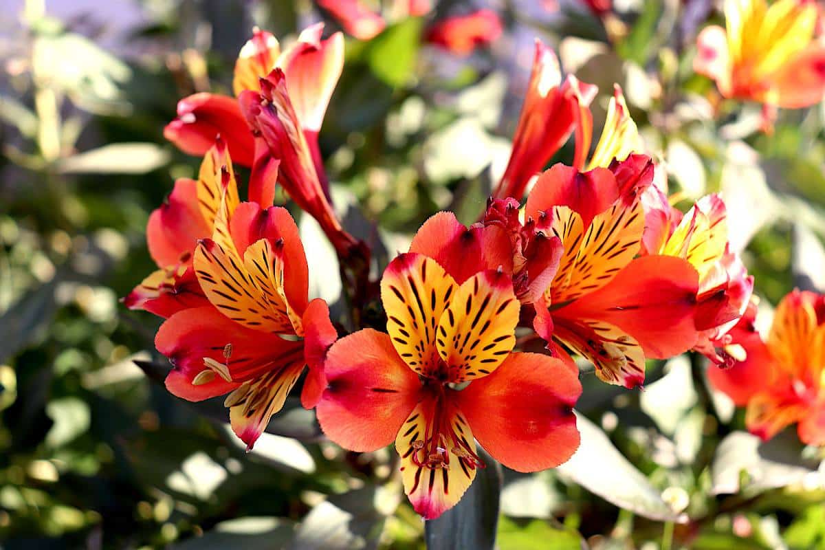 Lys des Incas : plantation, floraison et conseils d'entretien