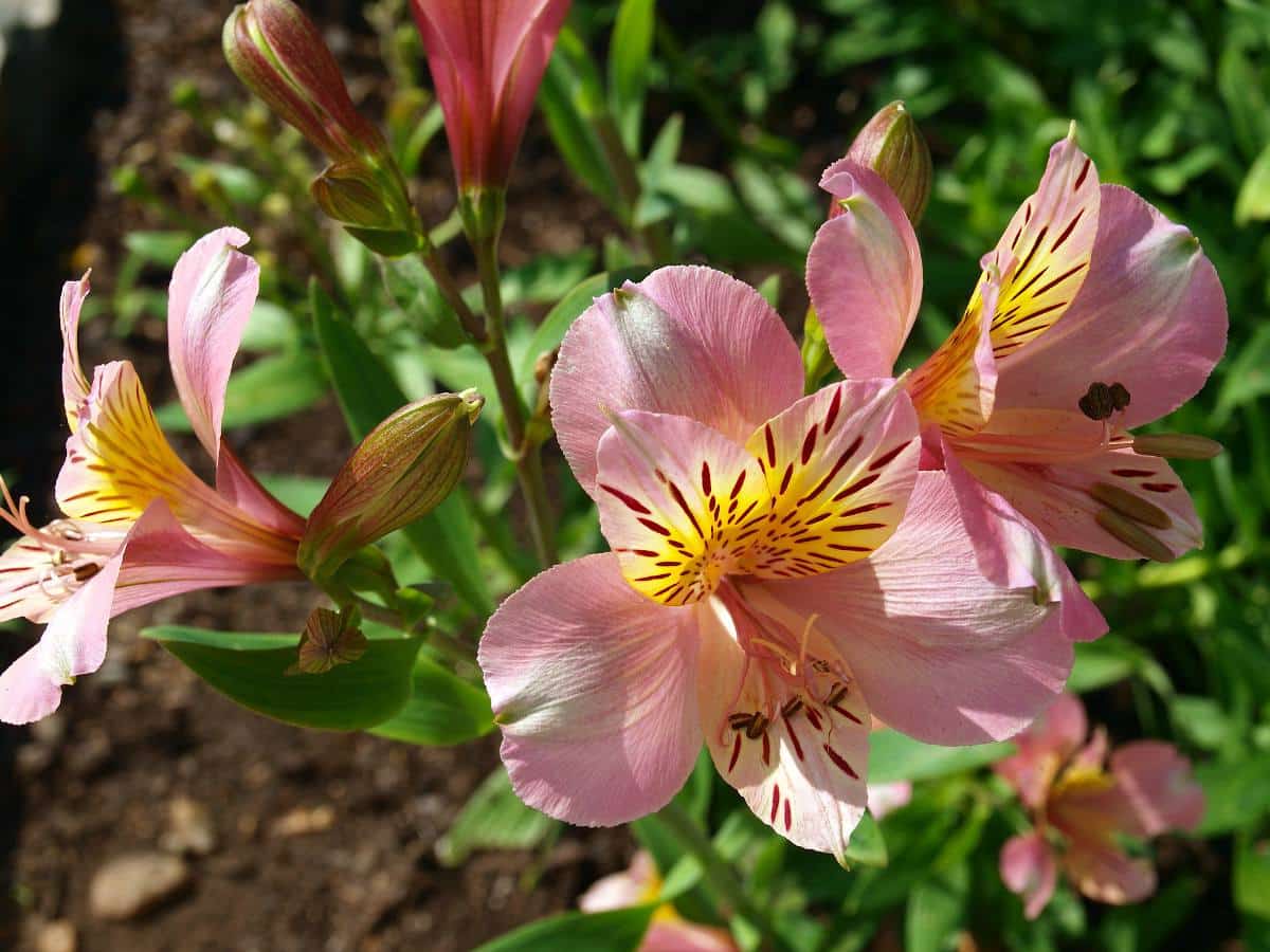 Lys des Incas : plantation, floraison et conseils d'entretien