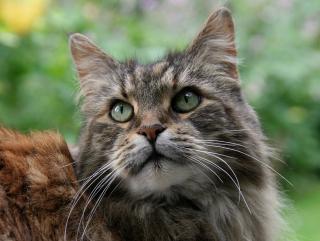 Maine coon chat