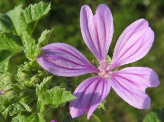 Malva sylvestris : plantation, entretien et associations