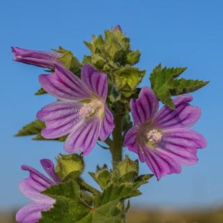 Malva sylvestris - Grande Mauve entretien