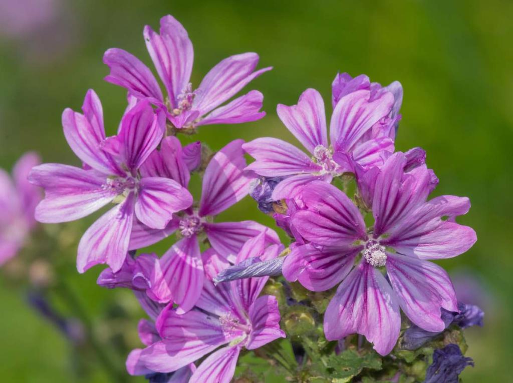 Malva sylvestris - Mauve fleur