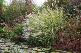 Miscanthus sinensis 'Zebrinus'