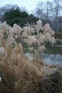 Miscanthus sinensis_graminée