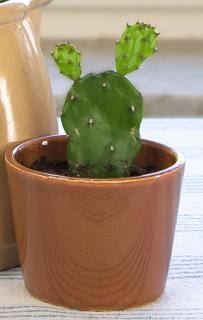 Opuntia Vulgaris bouture