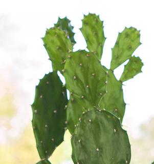 Opuntia Vulgaris culture entretien