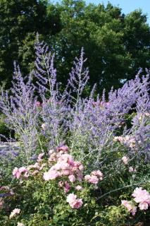 Perovskia atriplicifolia, Rosa 'The Fairy'