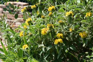 Phlomis fruticosa