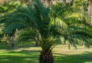 Phoenix canariensis - phoenix des canaries - Plantation