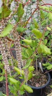 Plantation Garrya elliptica - Garrya elliptique