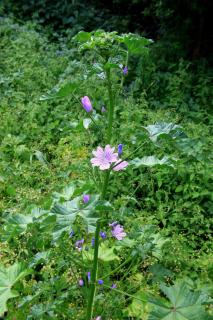 Plantation Malva sylvestris - Grande Mauve