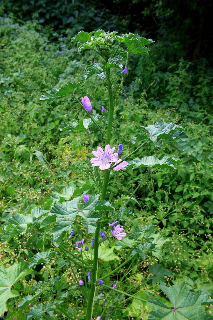 Malva sylvestris : plantation, entretien et associations