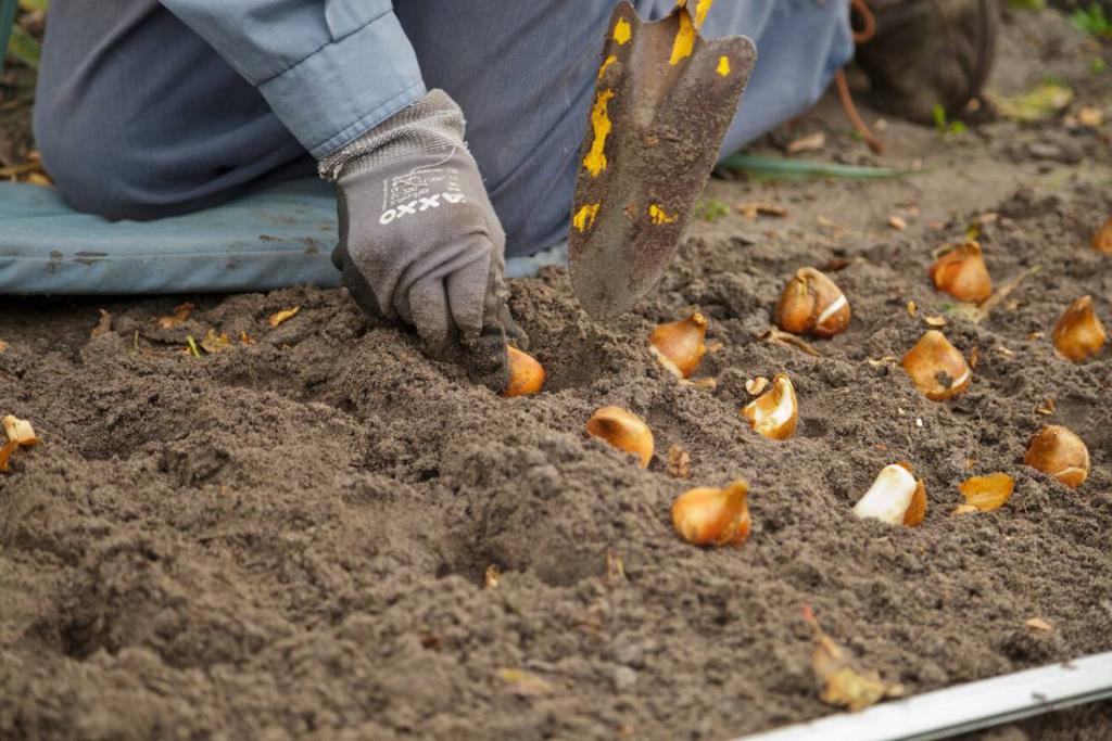 Plantation des tulipes quand et comment les planter