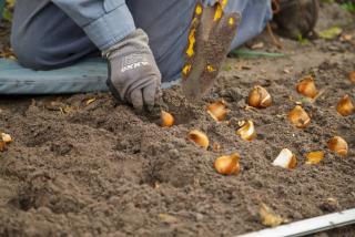 Plantation tulipe terre sol