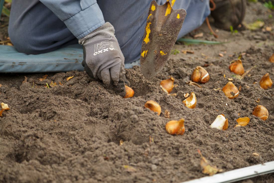 Plantation des tulipes : quand et comment les planter ?