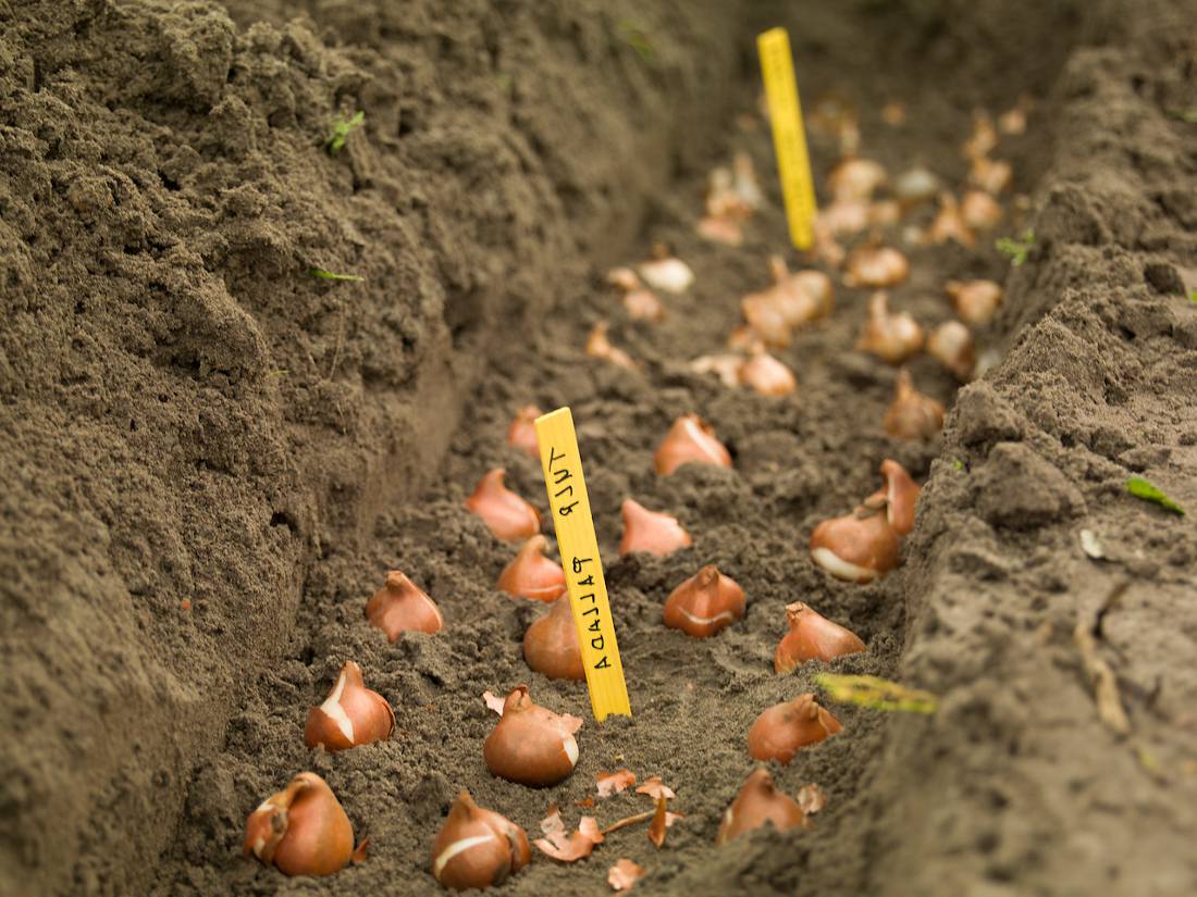 Plantation des tulipes : quand et comment les planter ?