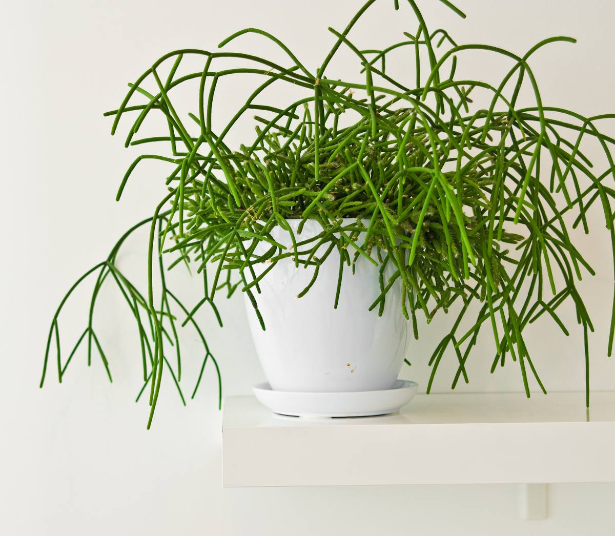 Rhipsalis