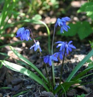 Scilla siberica