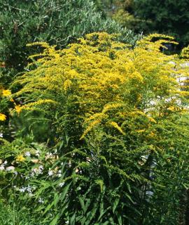 Solidago