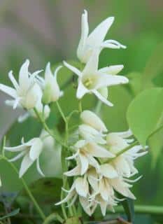 Stauntonia hexaphylla en fleur