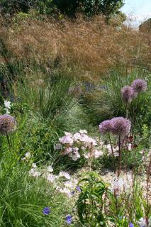 Stipa gigantea