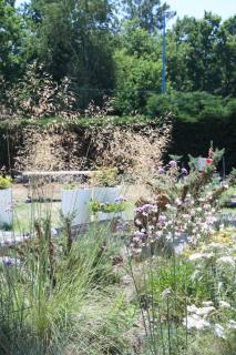 Stipa gigantea, Verbena bonariensis, Lavandula 'Grosso', Helichrysum italicum, Ilex europeus