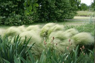 Stipa tenuifolia - graminee