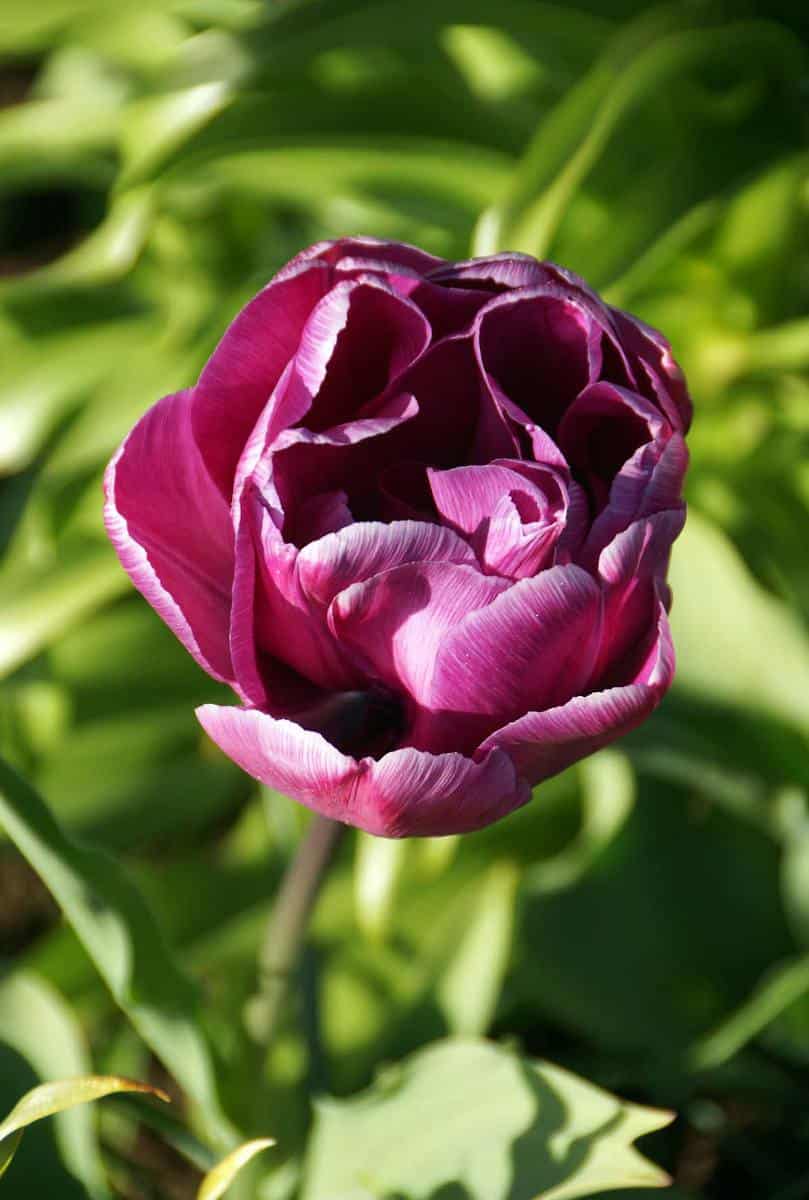 Tulipe Blue Diamond