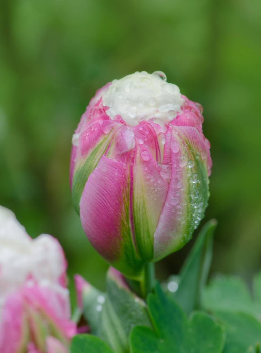 Tulipe Ice Cream : plantation, floraison, culture et entretien