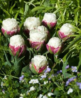 Tulipe ice cream plantation