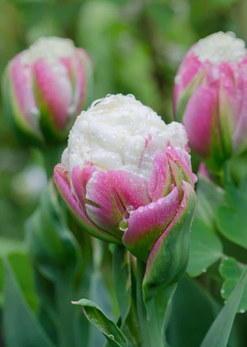 Tulipe Ice Cream : plantation, floraison, culture et entretien