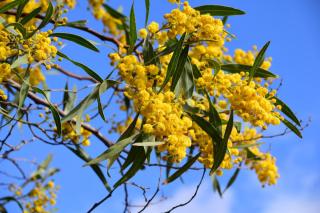 acacia dealbata fleur jaune
