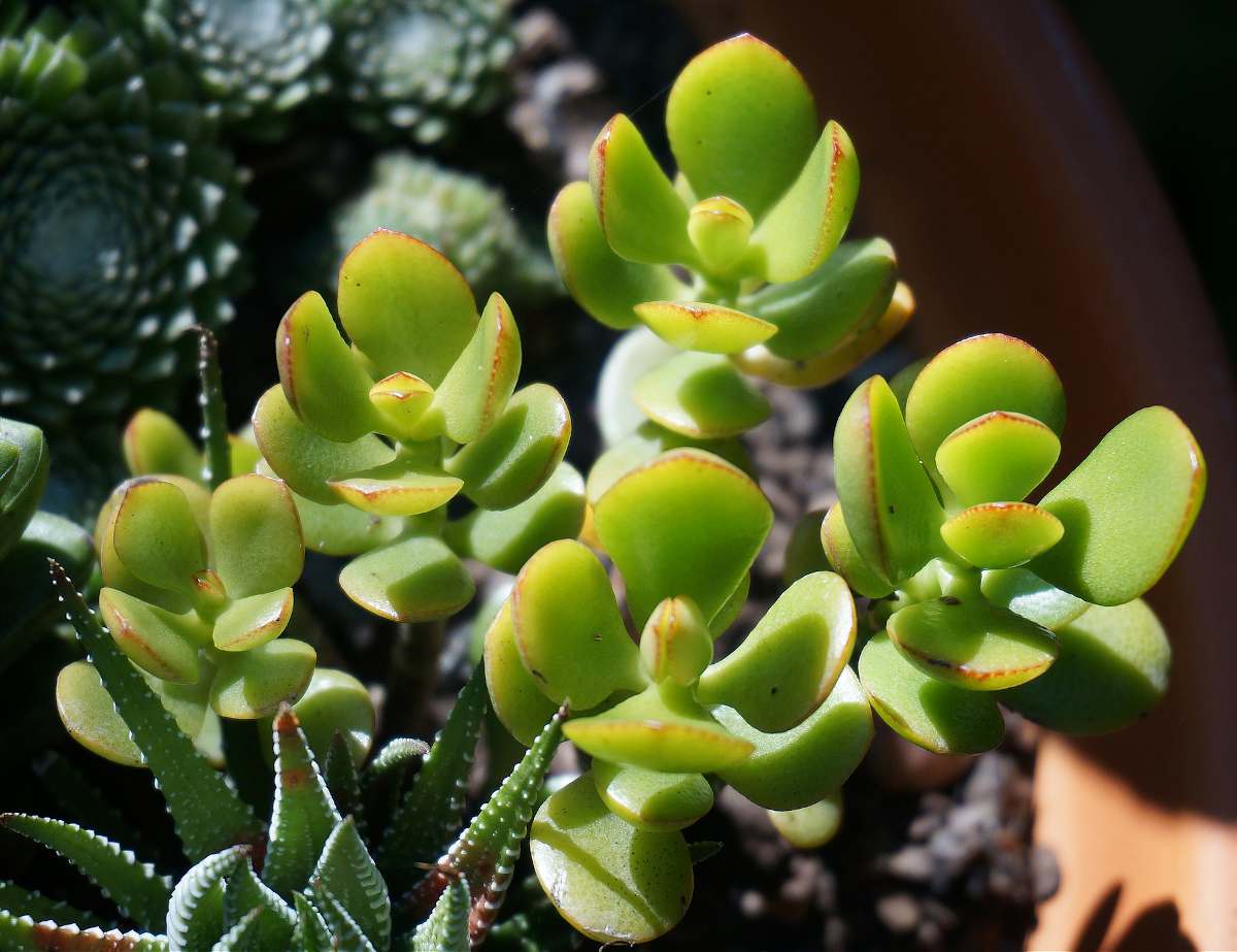 Crassula Ovata - Arbre de Jade d'Intérieur