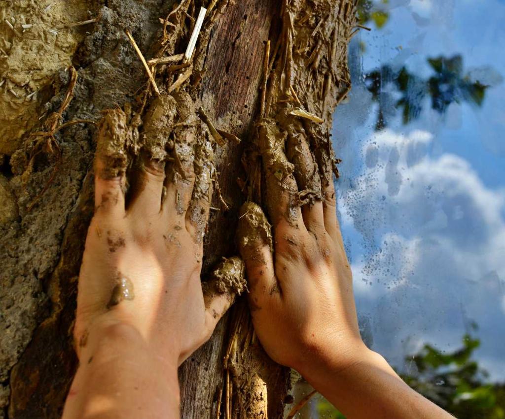 argile soin arbre plante