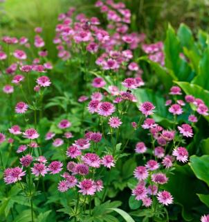 astrance astrantia fleur